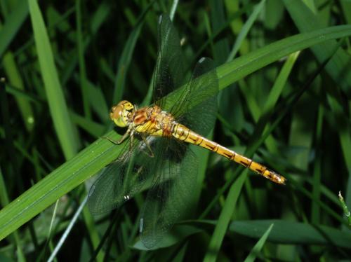 Sympetrum striolatum